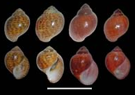 Hemisinus brevis shell.png