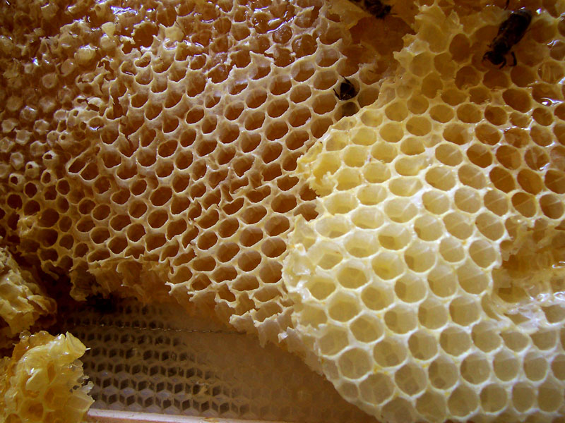 File:Honey comb.jpg