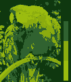 Screen color test Gameboy.png