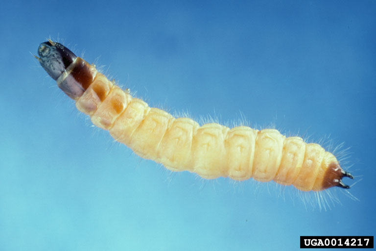 File:Thanasimus dubius larva.jpg