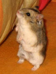 Campbell hamster.jpg