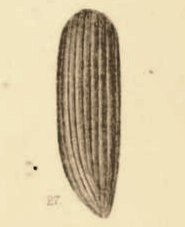 Cryptohypnus terrestris Scudder 1890 pl2 Fig27.png
