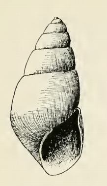 Odostomia socorroensis 001.png