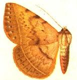 Enmonodia burmanica female.JPG