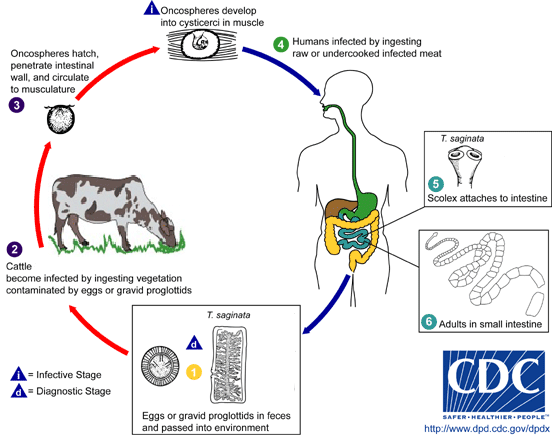 File:Taenia saginata LifeCycle.gif