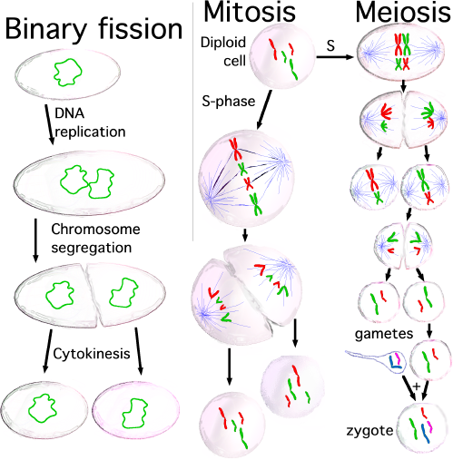File:Three cell growth types.png