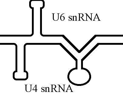 File:U4U6 snRNA.jpg
