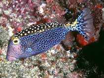 Whitespotted boxfish Ostracion meleagris photo Randall J E.jpg