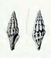 Drillia rubrozonata 001.jpg