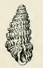 Odostomia armata 001.png