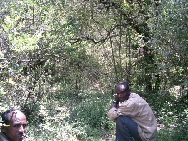 File:Rendzic Leptosol in Desa Forest Ethiopia.jpg