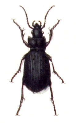 Selenophorus.parumpunctatus.-.calwer.06.01.jpg