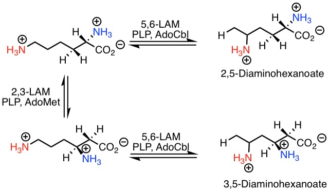 File:5,6-LAM Catalyzed Reactions of Lysin.jpeg
