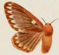 Cotana variegata female.jpg