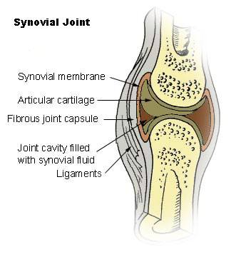 File:Illu synovial joint.jpg