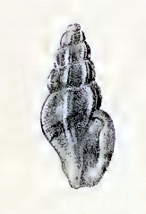 Pseudorhaphitoma alfredi 001.jpg