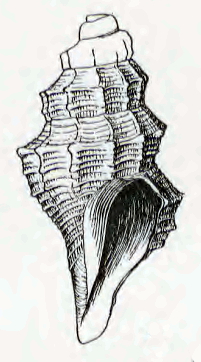 Anticlinura peruviana 001.jpg