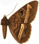 Cyligramma magus male.JPG