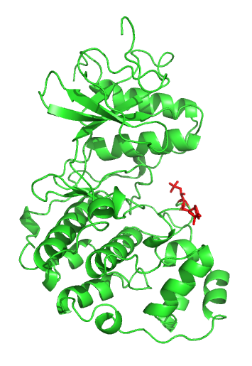 File:ERK2-phosphorylated.png