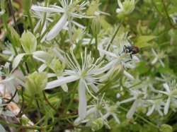 Erect Clematis.jpg