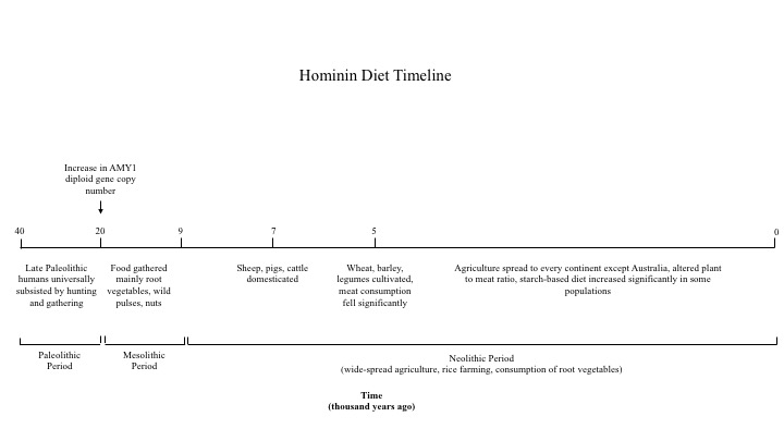 File:Hominin Diet Timeline.jpg