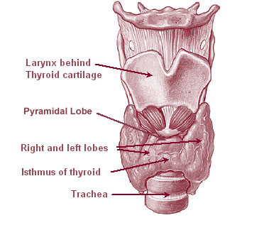 File:Illu08 thyroid.jpg