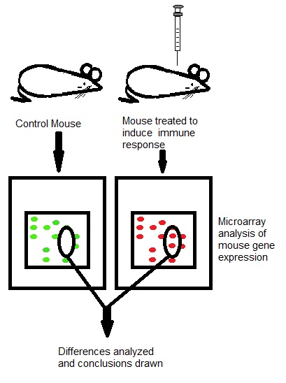 File:Immunoproteomic mice example.jpg