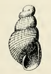 Odostomia intermedia 001.png