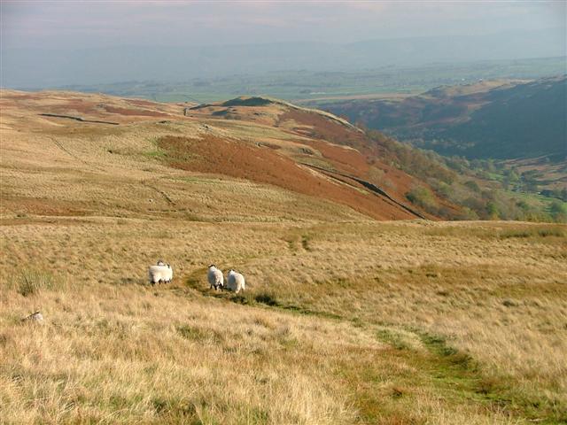 File:Old Corpse Road - geograph.org.uk - 72907.jpg