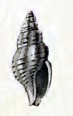 Pseudorhaphitoma phaea 001.jpg