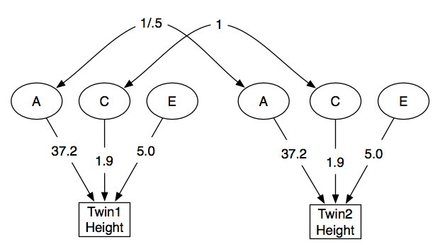 File:Twin Study Structural ACE model.png