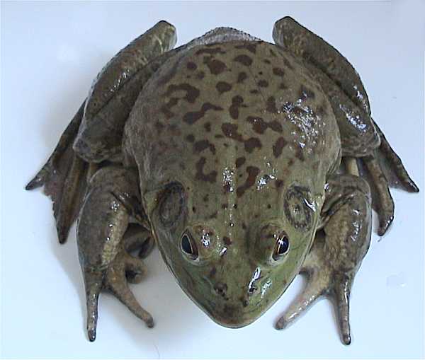File:American bullfrog 1.jpg