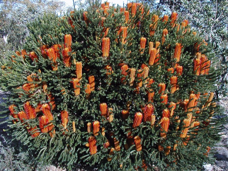 File:Banksia ericifolia little eric Cox Jul 04 email.jpg