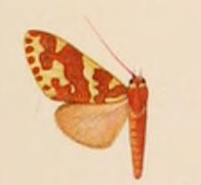 Hyponerita lavinia.JPG