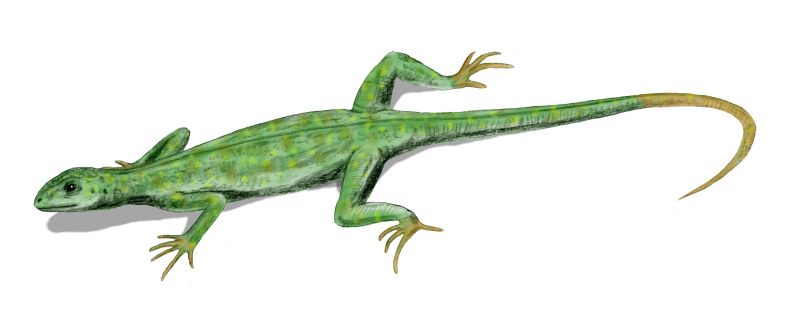 File:Petrolacosaurus BW.jpg