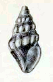 Psittacodrillia albonodulosa 001.jpg