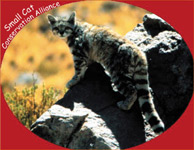 File:Small Cat Conservation Alliance Logo.jpg