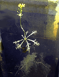 Utricularia (floating).gif