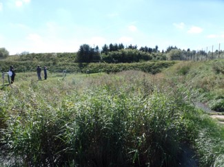 File:Constructed wetlands for sewage treatment near Gdansk.jpg