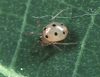 File:Dipoena.martinae.female.-.tanikawa.jpg