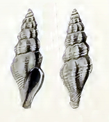 Guraleus savuensis 001.jpg