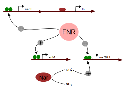File:Regulation of Nar and arfM gene by FNR(activated).png