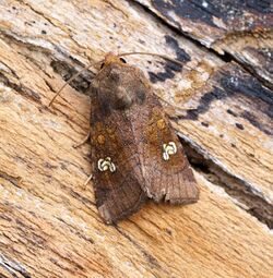 (2360) Ear Moth (Amphipoea oculea) (20089467344).jpg