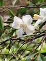 茶屬-琉球連蕊茶 Camellia lutchuensis 20210115091115 23.jpg