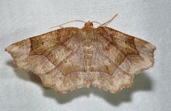 - 6825 – Metarranthis indeclinata – Pale Metarranthis Moth (47990129281).jpg