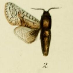 02-Brachylia reussi (Strand, 1913) (Cossus).JPG
