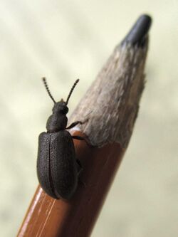 A Luprops beetle resting on a pencil (Tenebrionidae, Coleoptera).jpg
