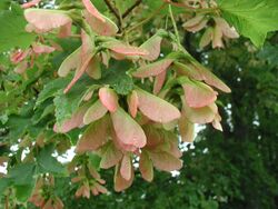 Closeup picture of green leaves with pink hue.