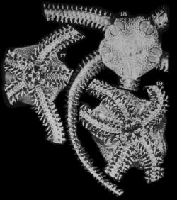 Acrocnida semisquamata - Planche VIII (Koehler, 1914) (cropped).jpg