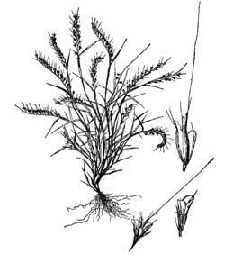 Aegopogon tenellus drawing.png
